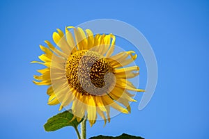 Sunflower against blue sky background at daylight