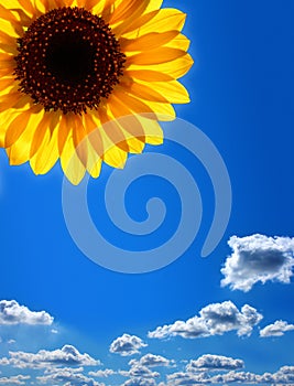 Sunflower against the blue sky
