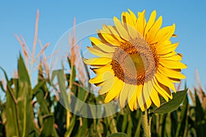 Sunflower against the blue sky and corn field