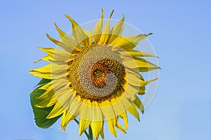 Sunflower against the blue sky  isolated