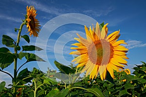 Sunflower against a blue sky in summer.
