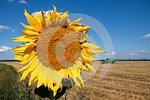 Sunflower against the blue sky