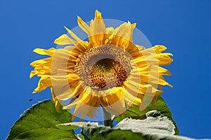 Sunflower against the blue sky