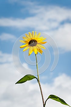 Sunflower against blue sky with white clouds.