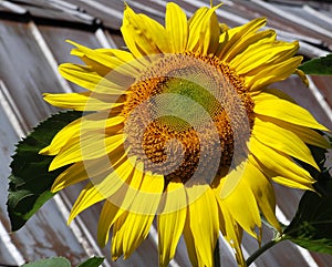 Sunflower Against A Metal Roof