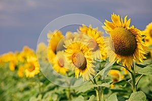 Sunflower agricultural field