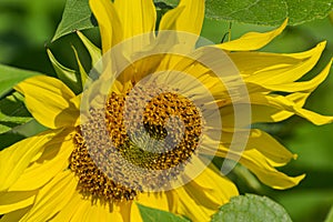 The sunflower is an amazing flower that always looks towards the sun