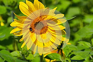 The sunflower is an amazing flower that always looks towards the sun