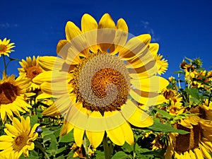 Girasole fra molti 