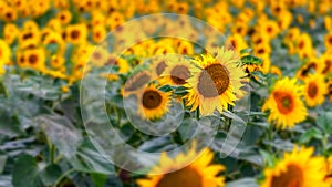 Sunflower amongst other sunflowers