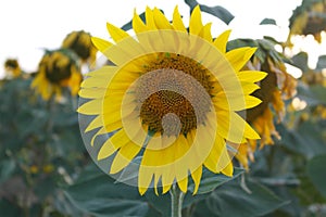 Sunflower in andalusia photo