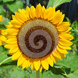 The sunflower is an annual plant native