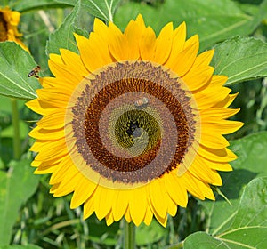 The sunflower is an annual plant native