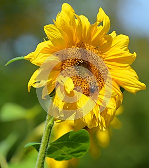 The sunflower is an annual plant native to the Americas