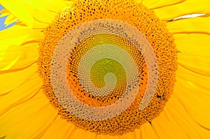 The sunflower is an annual plant native to the Americas