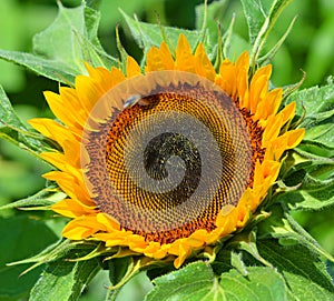 The sunflower is an annual plant native to the Americas.