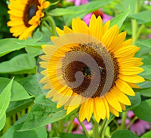 The sunflower is an annual plant native to the Americas.