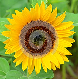 Sunflower is an annual plant native to the Americas.
