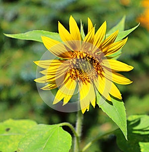 The sunflower is an annual plant native to the Americas.