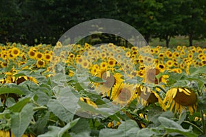 The sunflower is an annual plant native to the Americas.