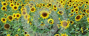 The sunflower is an annual plant native to the Americas.