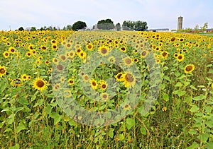 The sunflower is an annual plant native to the Americas.