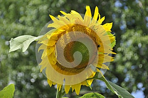 The sunflower is an annual plant native to the Americas.