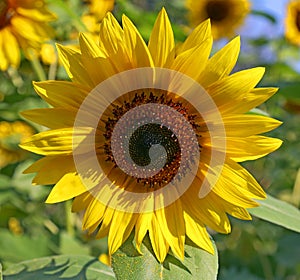 The sunflower is an annual plant native to the Americas.