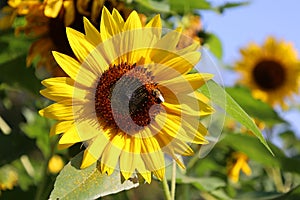 The sunflower is an annual plant native to the Americas.