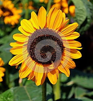 The sunflower is an annual plant native to the Americas