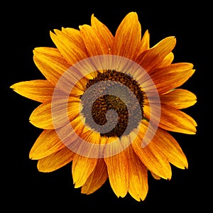 sunflower is an annual plant native to the Americas