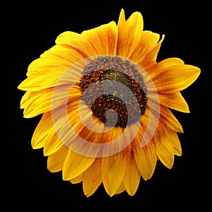 sunflower is an annual plant native to the Americas