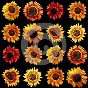 sunflower is an annual plant native to the Americas