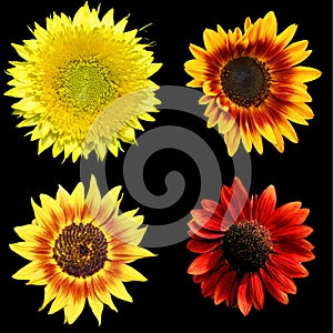 The sunflower is an annual plant native to the Americas