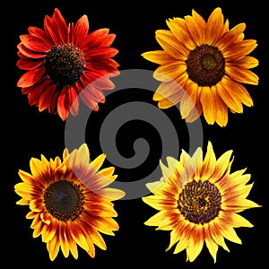 The sunflower is an annual plant native to the Americas