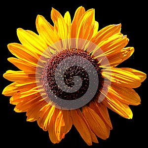 Sunflower is an annual plant native to the Americas