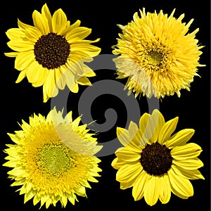 The sunflower is an annual plant native to the Americas