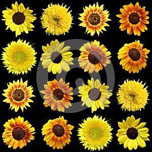 The sunflower is an annual plant native to the Americas