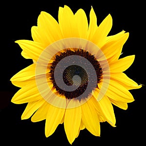 The sunflower is an annual plant native to the Americas