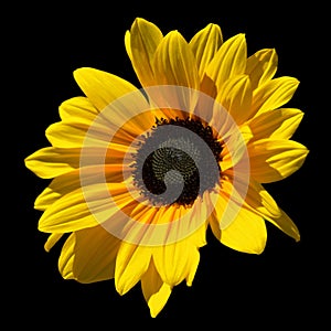 The sunflower is an annual plant native to the Americas
