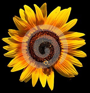 Sunflower is an annual plant native to the Americas.