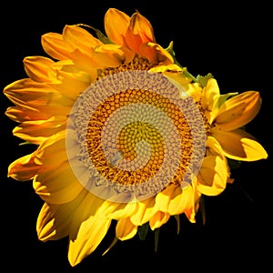 Sunflower is an annual plant native to the Americas.