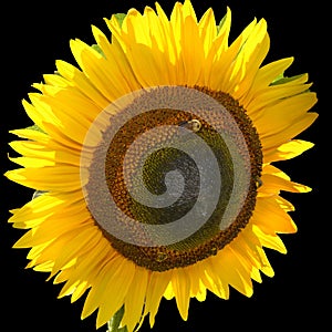 Sunflower is an annual plant native to the Americas