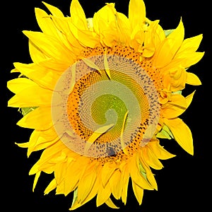 Sunflower is an annual plant native to the Americas