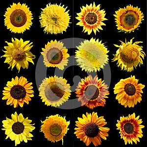 Sunflower is an annual plant native to the Americas