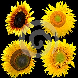 Sunflower is an annual plant native to the Americas