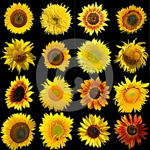 Sunflower is an annual plant native to the Americas