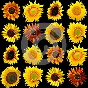 Sunflower is an annual plant native to the Americas