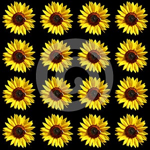 Sunflower is an annual plant native to the Americas.