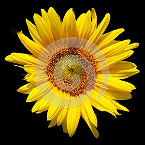 Sunflower is an annual plant native to the Americas.